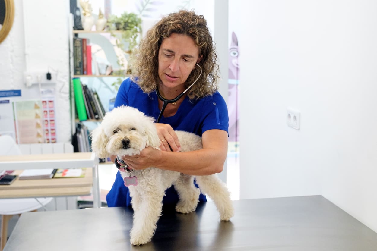 clínica veterinaria en pontevedra