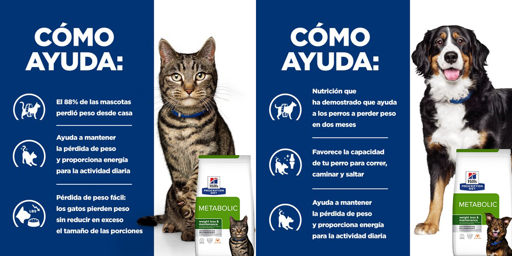 clínica veterinaria en pontevedra