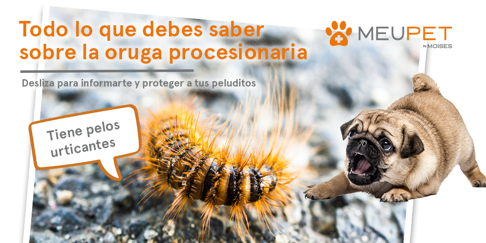 Clínica Veterinaria en Pontevedra