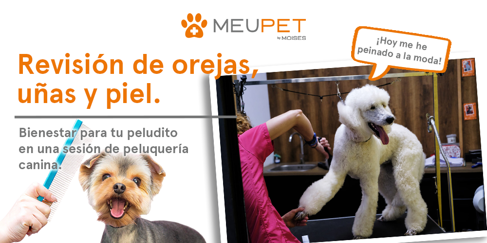 Peluquería canina en Pontevedra
