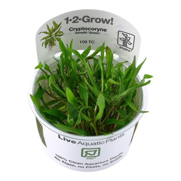 Tropica Cryptocoryne wendtii 'Green' 1-2-Grow!