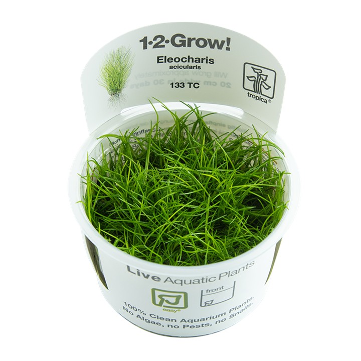 Tropica Eleocharis acicularis 1-2-Grow!