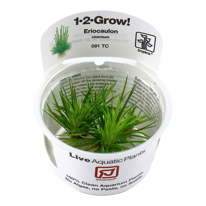 Tropica Eriocaulon cinereum 1-2-Grow!