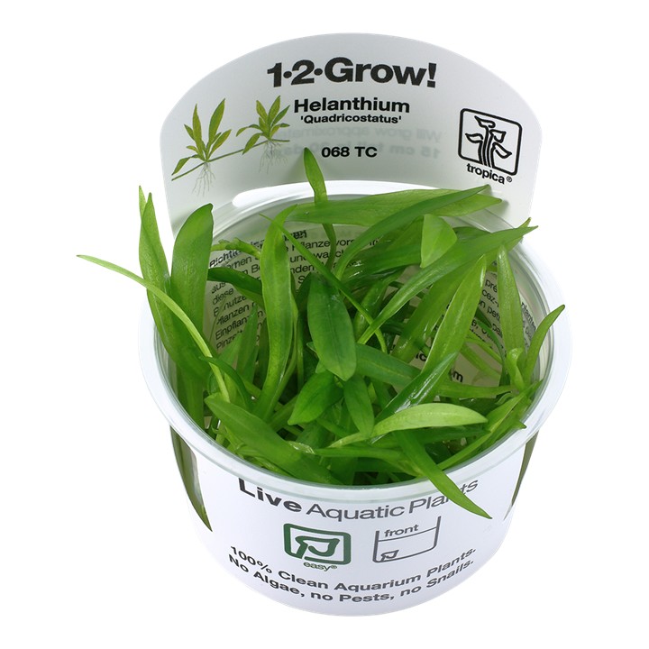 Tropica Helanthium bolivianum 'Quadricostatus' 1-2-Grow!