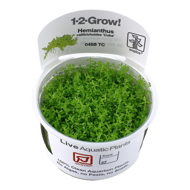 Tropica Micranthemum callitrichoides 'Cuba' 1-2-Grow!