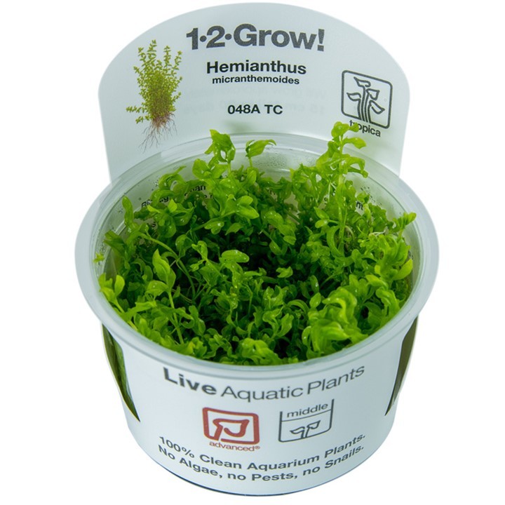 Tropica Hemianthus micranthemoides 1-2-Grow!