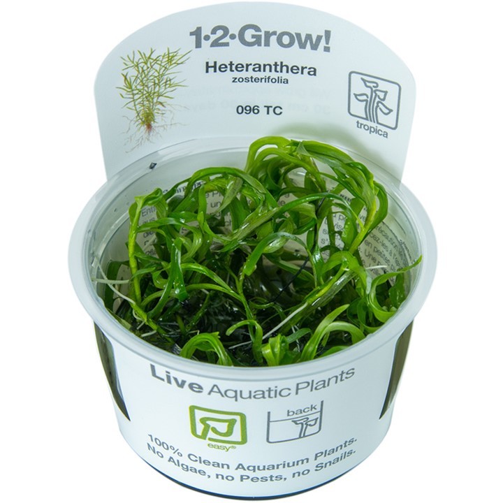 Tropica Heteranthera zosterifolia 1-2-Grow!