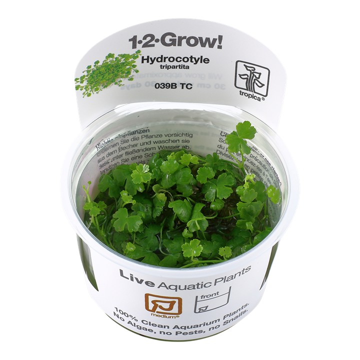 Tropica Hydrocotyle tripartita 1-2-Grow!