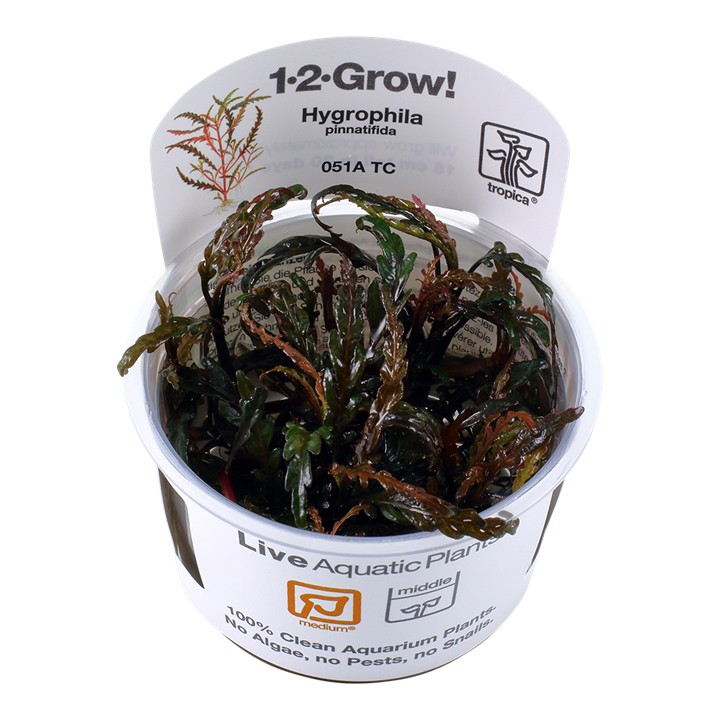 Tropica Hygrophila pinnatifida 1-2-Grow!