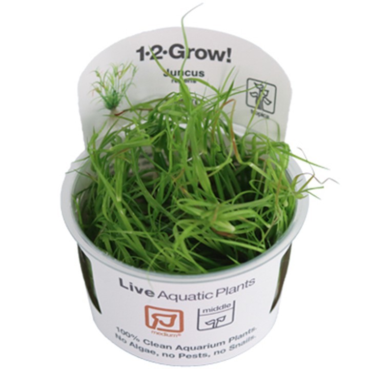 Tropica Juncus repens 1-2-Grow!