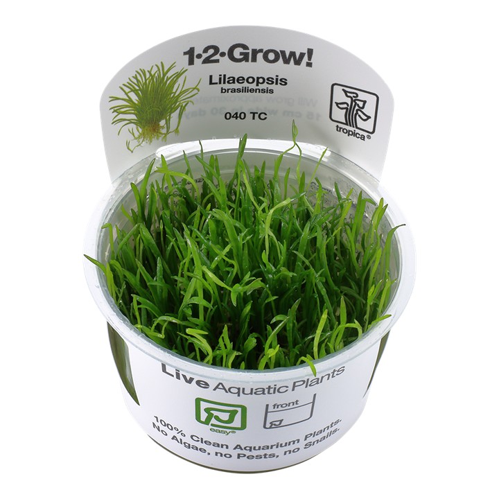 Tropica Lilaeopsis brasiliensis 1-2-Grow!