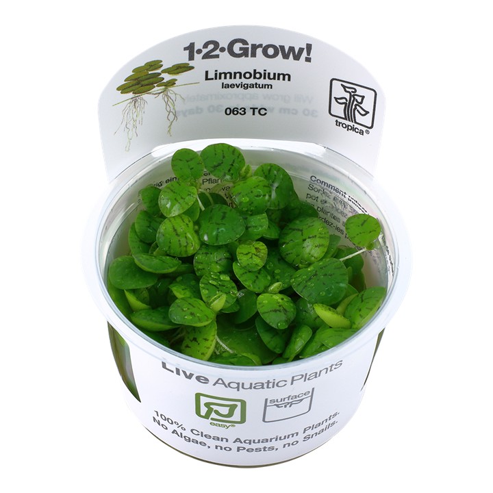 Tropica Limnobium laevigatum 1-2-Grow!