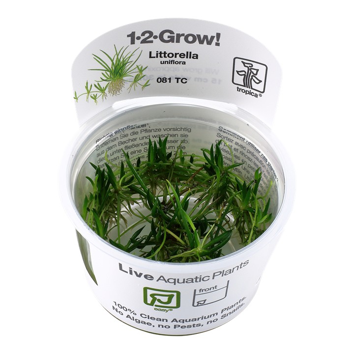 Tropica Littorella uniflora 1-2-Grow!