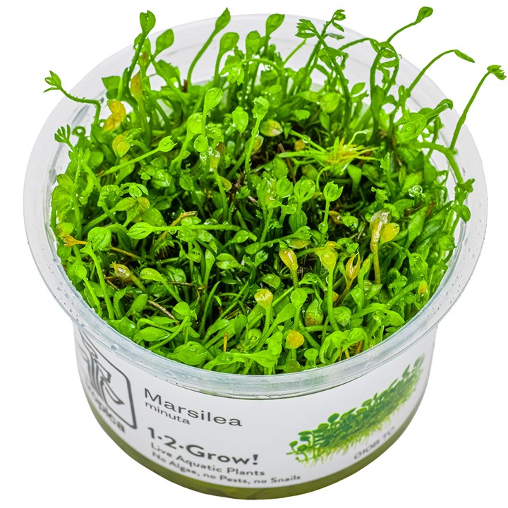 Tropica Marsilea Minuta 1-2-Grow!