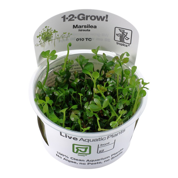 Tropica Marsilea hirsuta 1-2-Grow!