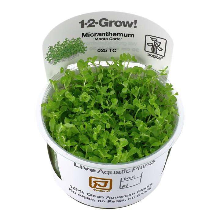 Tropica Micranthemum tweediei 'Monte Carlo' 1-2-Grow!