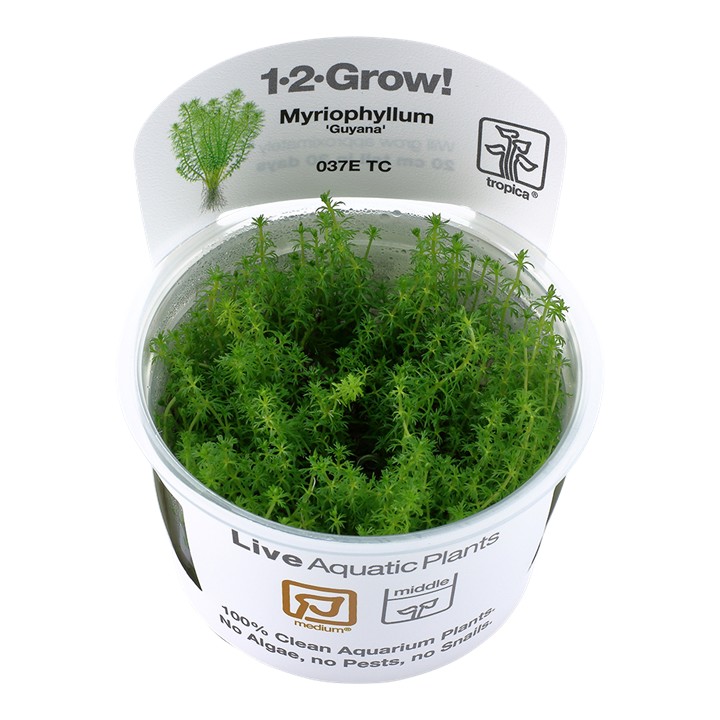 Tropica Myriophyllum 'Guyana' 1-2-Grow!