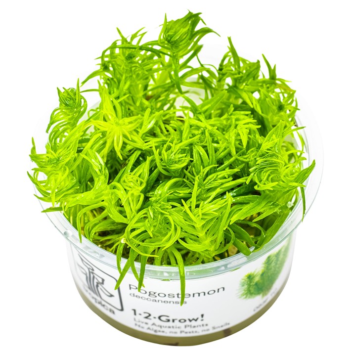 Tropica Pogostemon deccanensis 1-2-Grow!