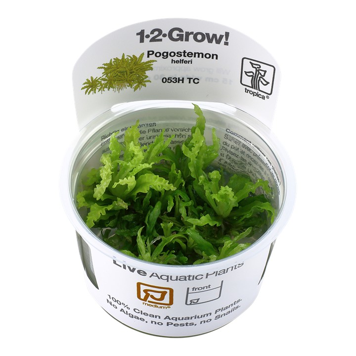 Tropica Pogostemon helferi 1-2-Grow!