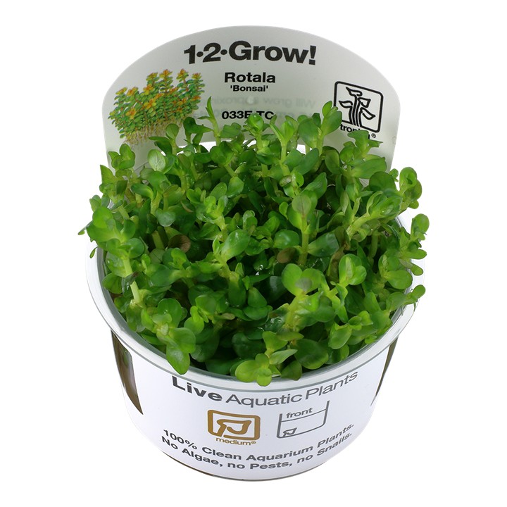 Tropica Rotala indica 'Bonsai' 1-2-Grow!