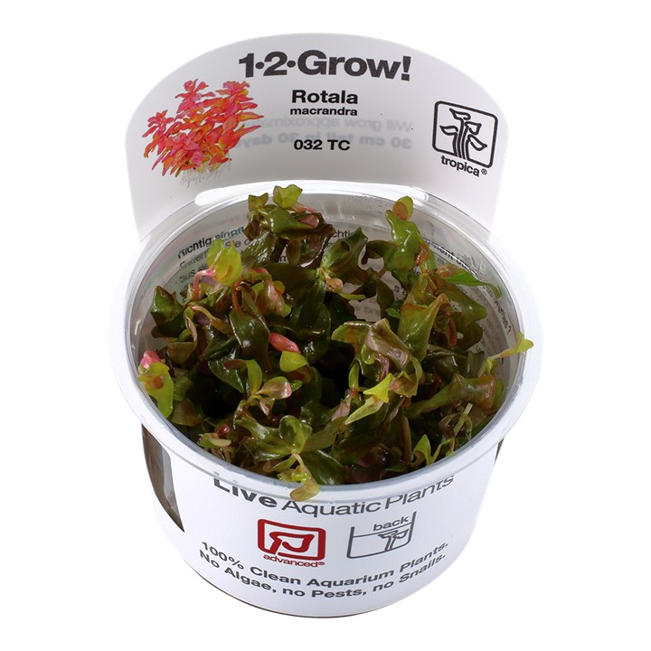Tropica Rotala macrandra 1-2-Grow!