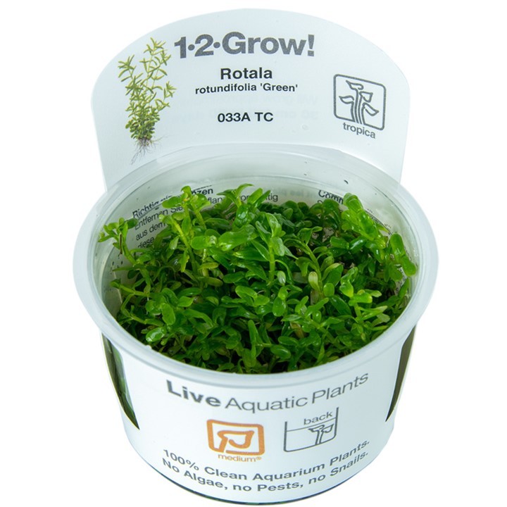Tropica Rotala rotundifolia 'Green' 1-2-Grow!