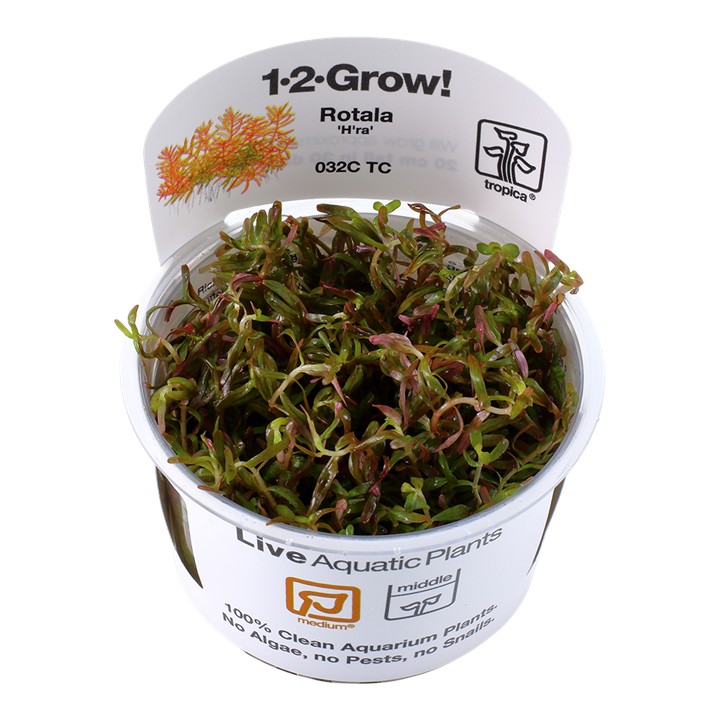Tropica Rotala rotundifolia 'H'ra' 1-2-Grow!