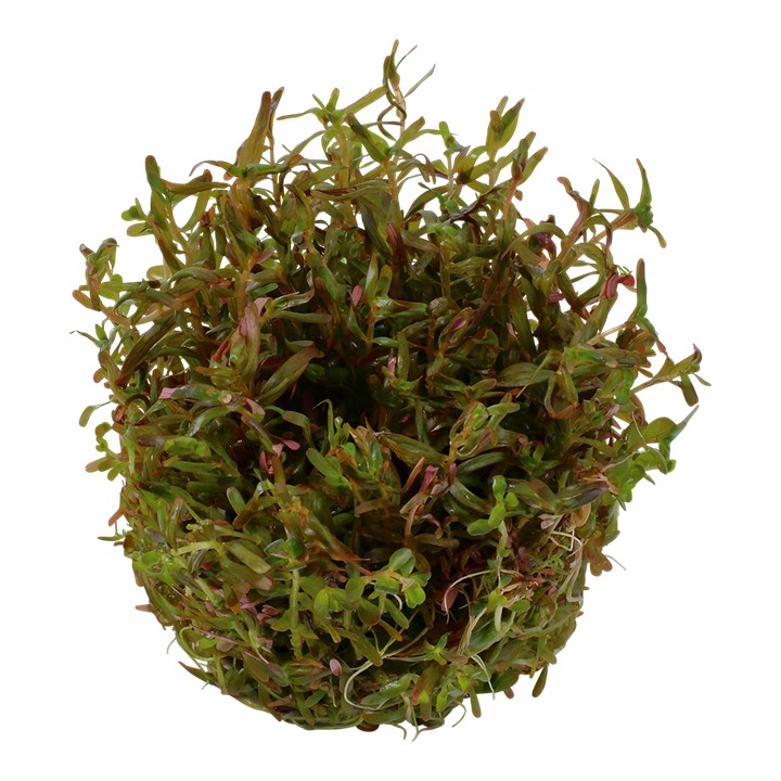 Tropica Rotala rotundifolia 'H'ra' 1-2-Grow! - Imagen 2