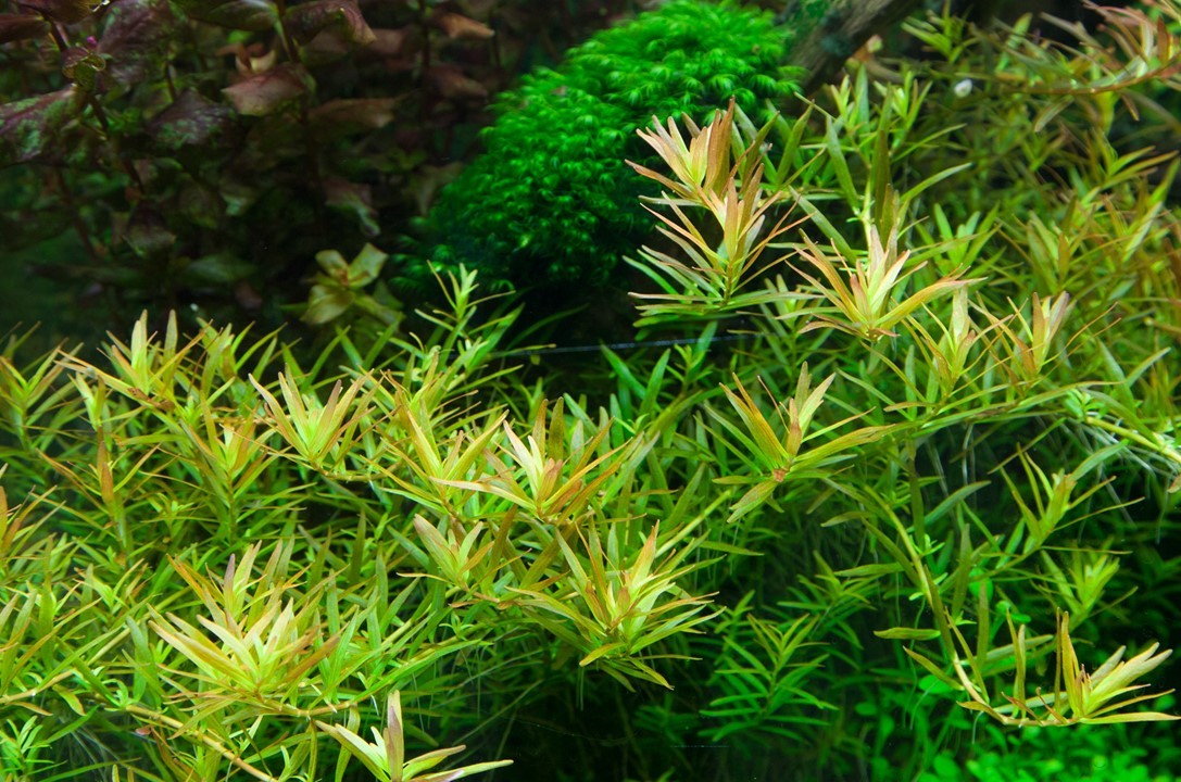 Tropica Rotala rotundifolia 'H'ra' 1-2-Grow! - Imagen 3