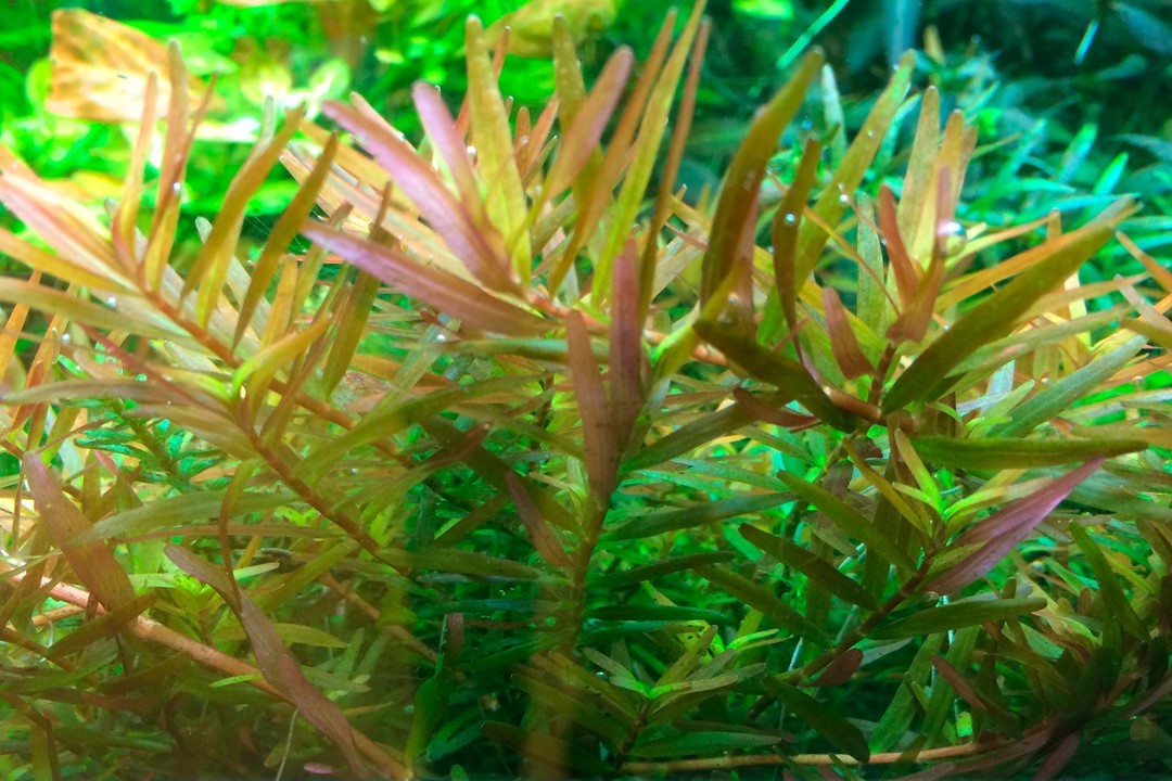 Tropica Rotala rotundifolia 'H'ra' 1-2-Grow! - Imagen 4