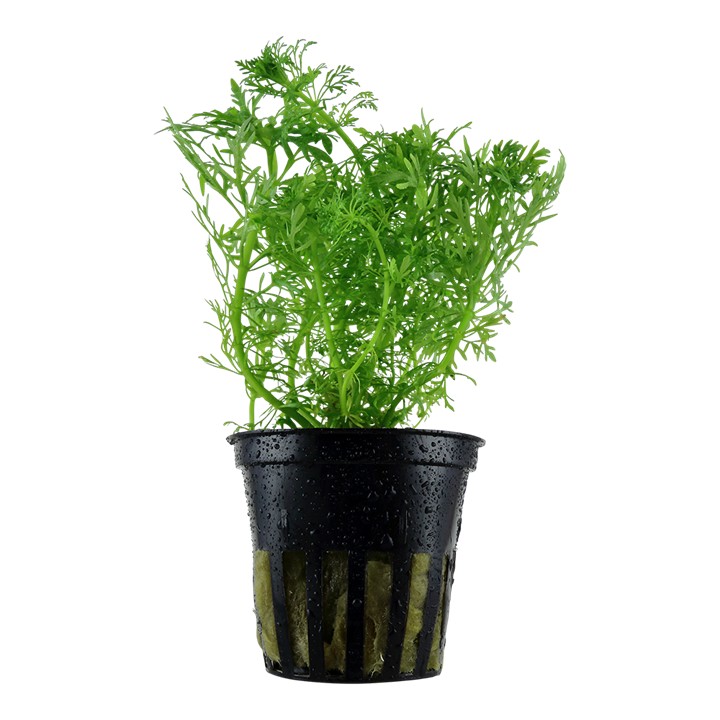 Tropica Limnophila aquatica maceta