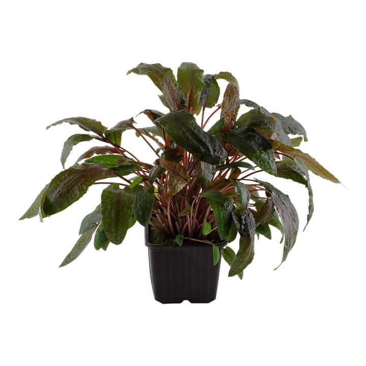 Tropica Cryptocoryne wendtii 'Tropica' planta madre