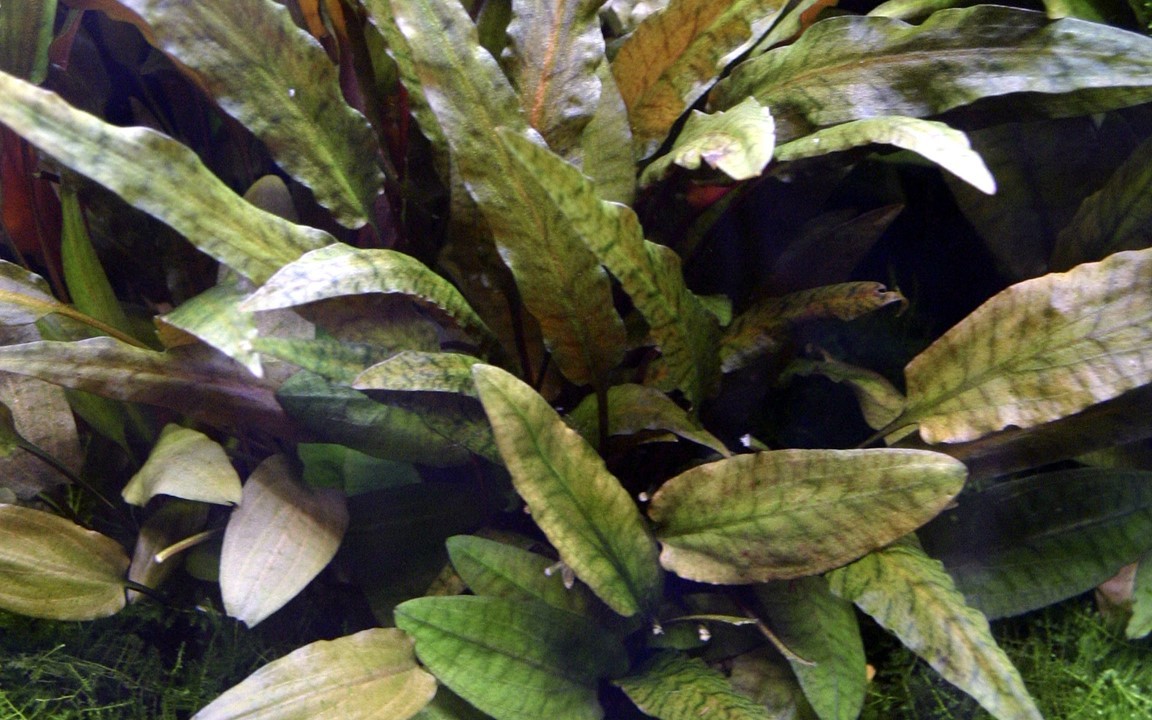 Tropica Cryptocoryne wendtii 'Tropica' planta madre - Imagen 2