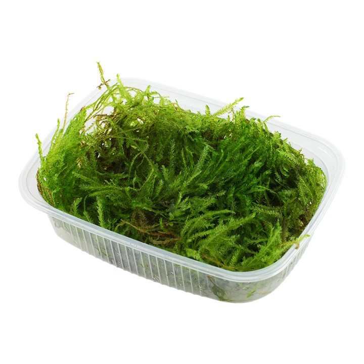 Tropica Taxiphyllum 'Spiky' porción