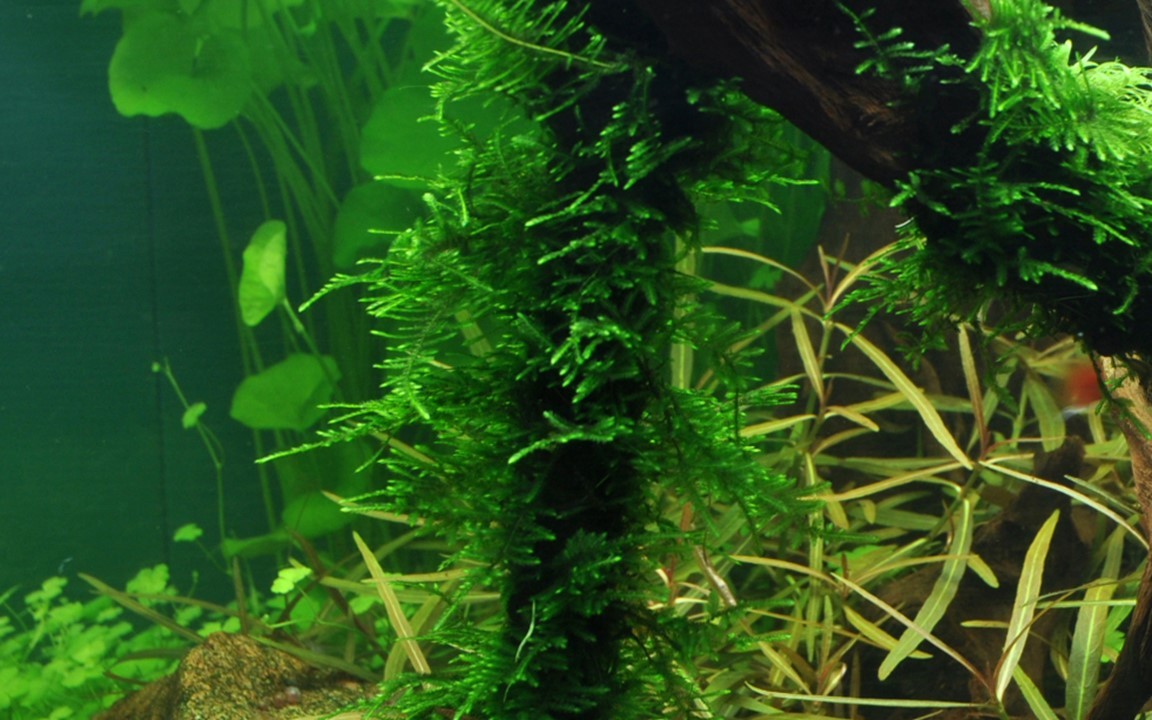 Tropica Taxiphyllum 'Spiky' porción - Imagen 2