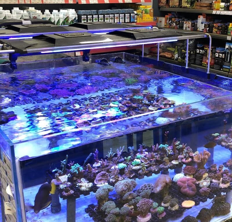 plantas de acuario: mantenimiento de tu acuario en Pontevedra