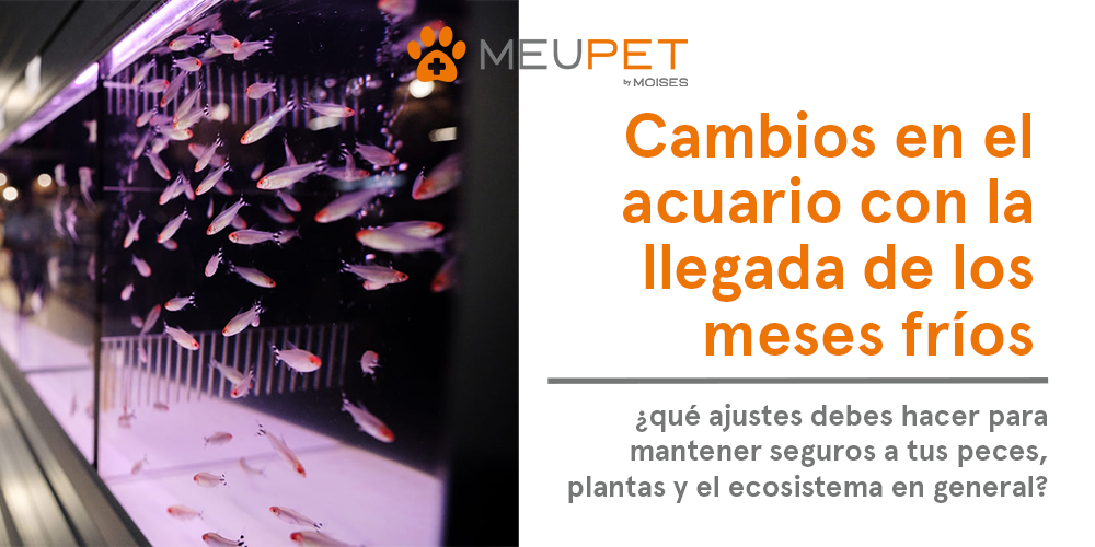 acuarios Pontevedra: mantenimiento en invierno